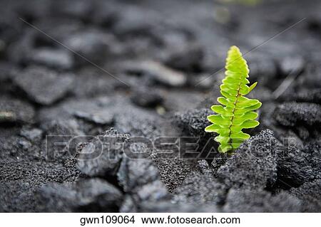 Plants on a rock, Kalapana, Hawaii Islands, USA View Large Photo Image Picture - Plants on a rock, Kalapana, Hawaii Islands, USA. Fotosearch
