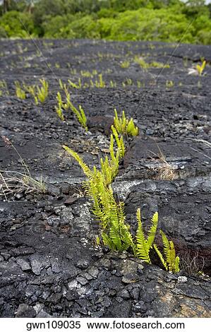 Plants on the rock, Kalapana, Hawaii Islands, USA View Large Photo Image Stock Photography - Plants on the rock, Kalapana, Hawaii Islands, USA. Fotosearch