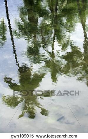 Stock Photography - Reflection of palm trees in water, Puuhonua O Honaunau National Historical Park, Kona Coast, Big Island, Hawaii Islands, USA. Fotosearch
