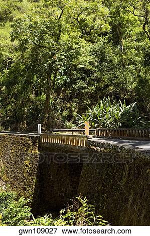 Stock Photo - Road passing through a forest, Mawi, Hawaii Islands, USA. Fotosearch