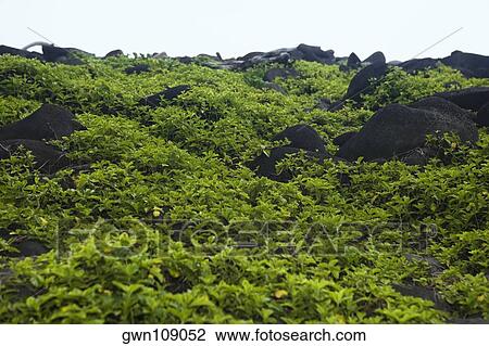 Rocks at a hillside, Pololu Valley, Big Island, Hawaii Islands, USA View Large Photo Image Stock Image - Rocks at a hillside, Pololu Valley, Big Island, Hawaii Islands, USA. Fotosearch