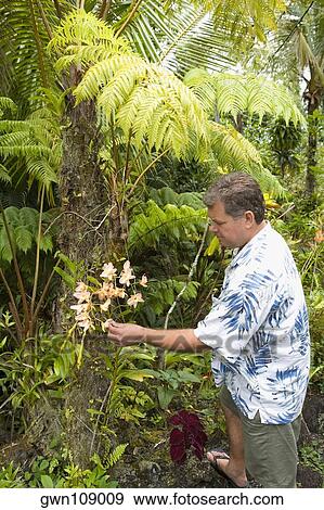 Side profile of a mid adult man touching flowers in a forest, Hilo, Big Island, Hawaii Islands, USA View Large Photo Image Stock Photo - Side profile of a mid adult man touching flowers in a forest, Hilo, Big Island, Hawaii Islands, USA. Fotosearch