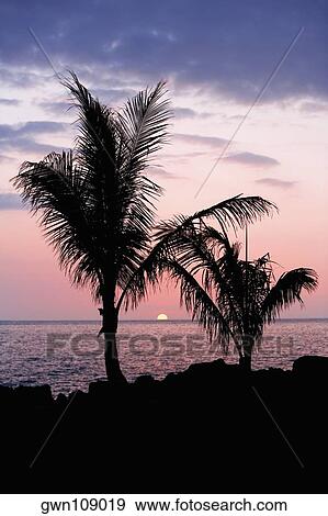 Stock Photo - Silhouette of trees at dusk, Pakini Nui Wind Project, South Point, Big Island, Hawaii Islands, USA. Fotosearch