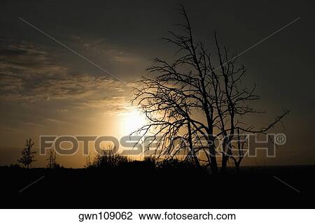 Silhouette of trees at sunset, South Point, Big Island, Hawaii Islands, USA View Large Photo Image Stock Image - Silhouette of trees at sunset, South Point, Big Island, Hawaii Islands, USA. Fotosearch