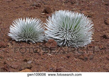 Stock Photograph - Silversword ferns in a field, Haleakala National Park, Maui, Hawaii Islands, USA. Fotosearch