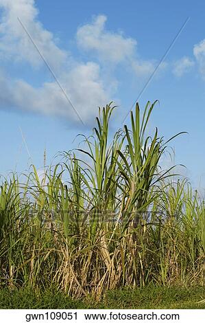 Stock Image - Sugar cane in a field, Hawaii Islands, USA. Fotosearch