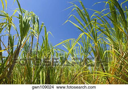 Picture - Sugarcane plants in a field, Akaka Falls State Park, Hilo, Big Island, Hawaii Islands, USA. Fotosearch