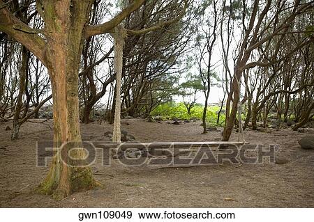 Swing in a forest, Pololu Valley, Kohala, Big Island, Hawaii Islands, USA View Large Photo Image Stock Photo - Swing in a forest, Pololu Valley, Kohala, Big Island, Hawaii Islands, USA. Fotosearch