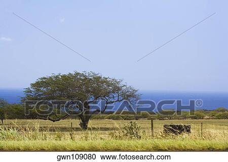 Stock Image - Tree in a field, Pololu Valley, Kohala, Big Island, Hawaii Islands, USA. Fotosearch