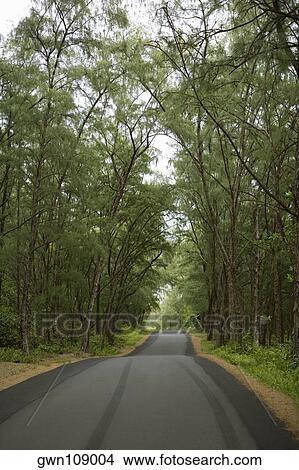 Picture - Treelined road passing through a landscape, Kalapana, Big Island, Hawaii Islands, USA. Fotosearch