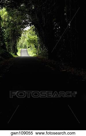Stock Photography - Treelined road passing through a landscape, Kalapana, Big Island, Hawaii Islands, USA. Fotosearch