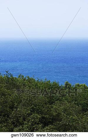 Trees at the seaside, South Point, Big Island, Hawaii Islands, USA View Large Photo Image Stock Photograph - Trees at the seaside, South Point, Big Island, Hawaii Islands, USA. Fotosearch