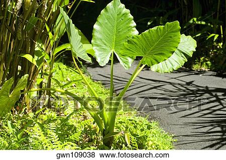 Stock Photo - Trees in a botanical garden, Hawaii Tropical Botanical Garden, Hilo, Big Island, Hawaii Islands, USA. Fotosearch