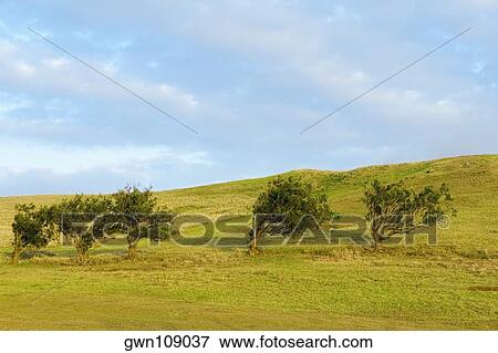 Trees in a field, Pakini Nui Wind Project, South Point, Big Island, Hawaii Islands, USA View Large Photo Image Stock Photo - Trees in a field, Pakini Nui Wind Project, South Point, Big Island, Hawaii Islands, USA. Fotosearch