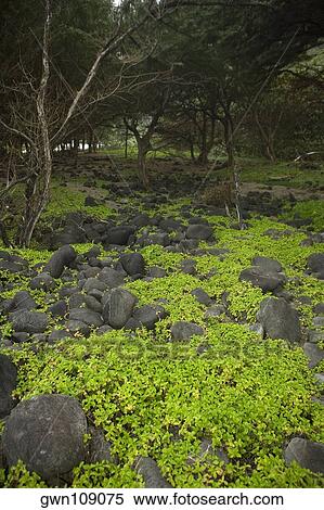 Trees in a forest, Pololu Valley, Kohala, Big Island, Hawaii Islands, USA View Large Photo Image Stock Photography - Trees in a forest, Pololu Valley, Kohala, Big Island, Hawaii Islands, USA. Fotosearch