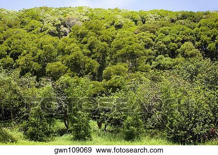 Stock Photo - Trees in a forest, Twin Falls, Maui, Hawaii Islands, USA. Fotosearch