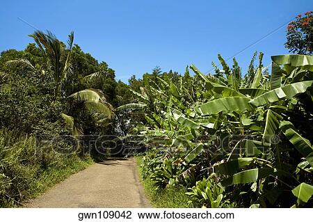 Trees on both sides of a road, Maui, Hawaii Islands, USA View Large Photo Image Stock Image - Trees on both sides of a road, Maui, Hawaii Islands, USA. Fotosearch