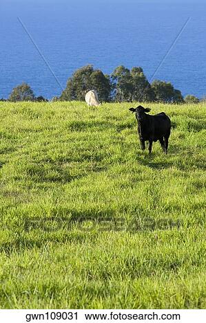 Two cows grazing in a field, Pololu Valley, Big Island, Hawaii Islands, USA View Large Photo Image Stock Image - Two cows grazing in a field, Pololu Valley, Big Island, Hawaii Islands, USA. Fotosearch