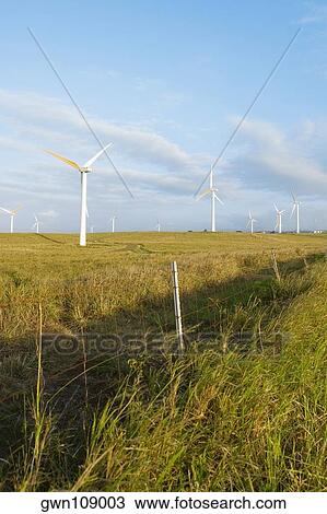 Wind turbines in a field, Pakini Nui Wind Project, South Point, Big Island, Hawaii Islands, USA View Large Photo Image Stock Image - Wind turbines in a field, Pakini Nui Wind Project, South Point, Big Island, Hawaii Islands, USA. Fotosearch