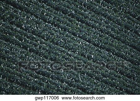 Aerial, broccoli field View Large Photo Image Stock Photograph - Aerial, broccoli field. Fotosearch