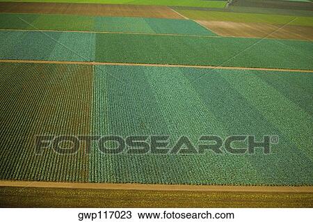 Aerial of farm fields View Large Photo Image Stock Image - Aerial of farm fields. Fotosearch