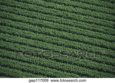 Aerial of farm fields View Large Photo Image Stock Photo - Aerial of farm fields. Fotosearch