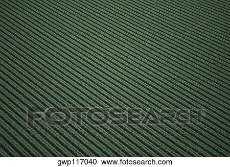 Aerial of green leaf lettuce field View Large Photo Image Stock Image - Aerial of green leaf lettuce field. Fotosearch