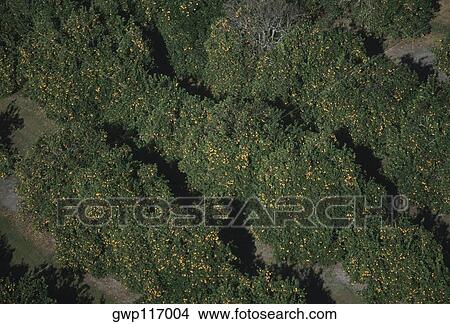 Aerial of orange groves, Florida View Large Photo Image Picture - Aerial of orange groves, Florida. Fotosearch