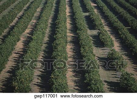 Stock Image - Aerial of orange groves, Florida. Fotosearch