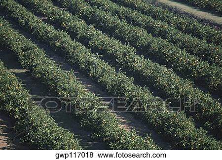 Aerial of orange groves, Florida View Large Photo Image Stock Photo - Aerial of orange groves, Florida. Fotosearch