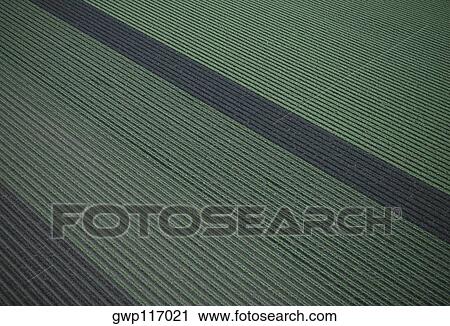 Aerial of red and green leaf lettuce field View Large Photo Image Stock Image - Aerial of red and green leaf lettuce field. Fotosearch
