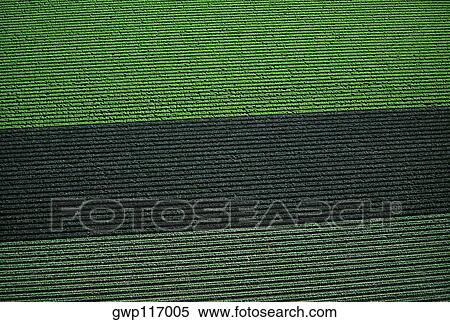 Aerial of red and green leaf lettuce field View Large Photo Image Stock Photography - Aerial of red and green leaf lettuce field. Fotosearch