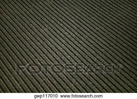 Aerial of red leaf lettuce field View Large Photo Image Stock Image - Aerial of red leaf lettuce field. Fotosearch