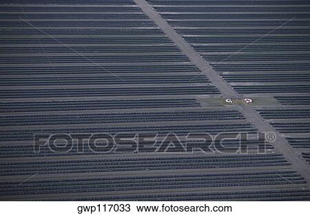 Aerial of strawberry farm, Florida View Large Photo Image Stock Image - Aerial of strawberry farm, Florida. Fotosearch