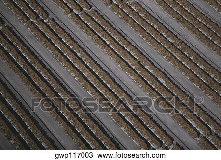 Aerial of tomato fields, Florida View Large Photo Image Stock Image - Aerial of tomato fields, Florida. Fotosearch