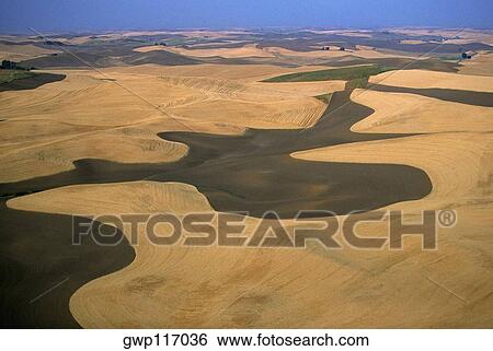 Aerial view of contour plowed fields, Washington state View Large Photo Image Stock Photograph - Aerial view of contour plowed fields, Washington state. Fotosearch