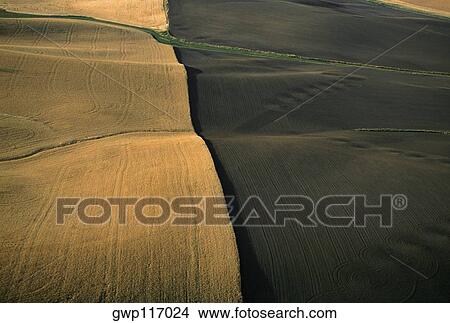 Contour plowed fields of golden wheat, Washington state View Large Photo Image Picture - Contour plowed fields of golden wheat, Washington state. Fotosearch