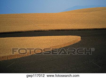 Contour plowed fields of golden wheat, Washington state View Large Photo Image Stock Image - Contour plowed fields of golden wheat, Washington state. Fotosearch