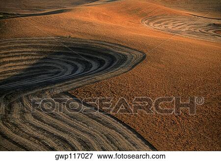 Contour plowed fields of golden wheat, Washington state View Large Photo Image Stock Photo - Contour plowed fields of golden wheat, Washington state. Fotosearch