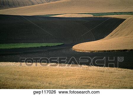 Contour plowed fields, Washington state View Large Photo Image Stock Photograph - Contour plowed fields, Washington state. Fotosearch