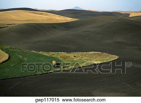 Contour plowed fields, Washington state View Large Photo Image Stock Photography - Contour plowed fields, Washington state. Fotosearch