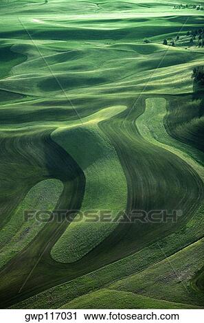 Stock Image - Contour plowing of green winter wheat and lentil fields. Fotosearch