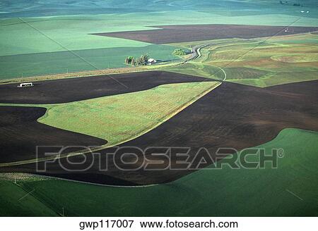 Contour plowing of green winter wheat and lentil fields View Large Photo Image Stock Photo - Contour plowing of green winter wheat and lentil fields. Fotosearch