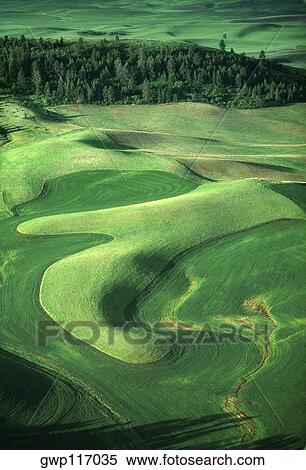 Contour plowing of green winter wheat and lentil fields View Large Photo Image Stock Photography - Contour plowing of green winter wheat and lentil fields. Fotosearch