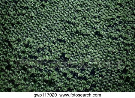 Stock Image - Date palm farm, Imperial Valley, California. Fotosearch