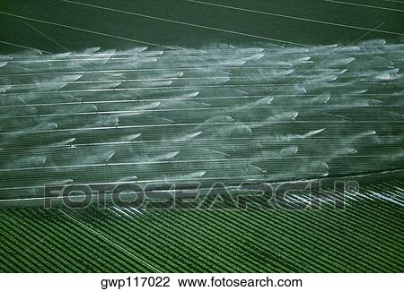 Irrigation sprayers in vegetable fields View Large Photo Image Stock Image - Irrigation sprayers in vegetable fields. Fotosearch
