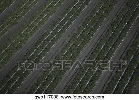 Pepper plant fields, Florida View Large Photo Image Stock Photo - Pepper plant fields, Florida. Fotosearch
