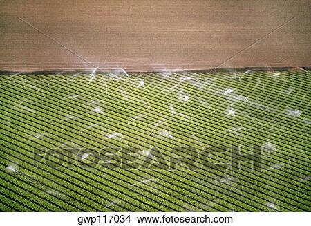 Spray irrigation of vegetable crops View Large Photo Image Picture - Spray irrigation of vegetable crops. Fotosearch