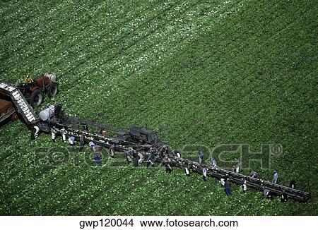 Aerial, harvesting head lettuce View Large Photo Image Picture - Aerial, harvesting head lettuce. Fotosearch