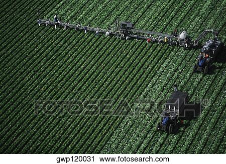 Aerial, harvesting head lettuce View Large Photo Image Stock Image - Aerial, harvesting head lettuce. Fotosearch